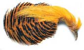 изображение HARELINE Целый скальп золотого фазана Golden Pheasant Complete Head 