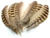 изображение Маховые перья самки фазана Pheasant Hen Ringneck Wing Quills Natural 
