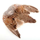 изображение Шкура куропатки Partridge complete Skin Hends 