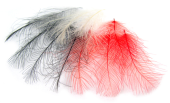 изображение Перья CDC Feathers 