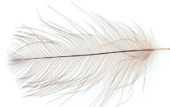 изображение HARELINE Перья CDC Feathers 
