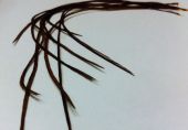 изображение Отдельные перья из седла петуха Flyinspector Brown 