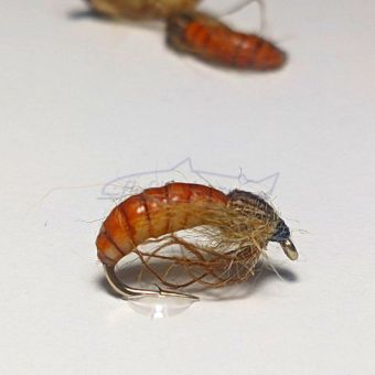 pupa-caddis-fly